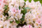 Rhododendron yakushimanum 'Yaku Queen' 30-40 cm - Rhododendron, weiße Blüten mit rosa Hauch, Blütezeit Mai-Juni, ideal für Halbschatten, immergrün, winterhart