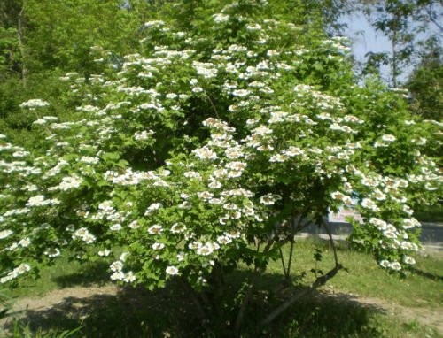 25 + caminante semi di Albero (Viburnum Lantana) arbusto ornamental I76