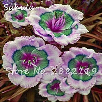 Taglilien Samen 50 Stücke Hybrid Taglilien Samen Holland Regenbogen Bonsai Blumensamen Hemerocallis Lilie Köstliche Gesunde Gemüse Essen 20