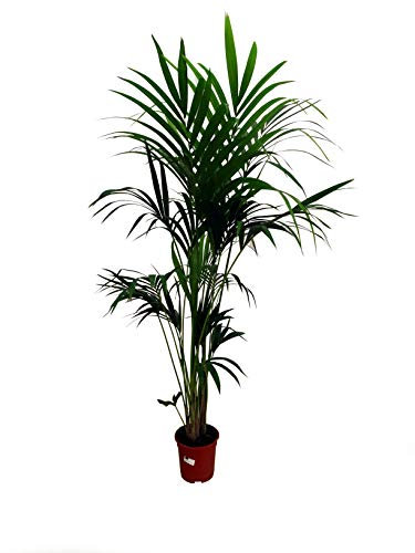Kentia Forsteriana | Planta Natural | Maceta 21cm | Palmera de 160-180 cm de Altura Interior del hogar y Oficina | Palmas Verdes