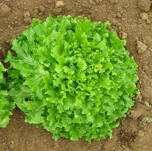 Endive Lettuce Plug Plants Grow Your Own Salads (6)
