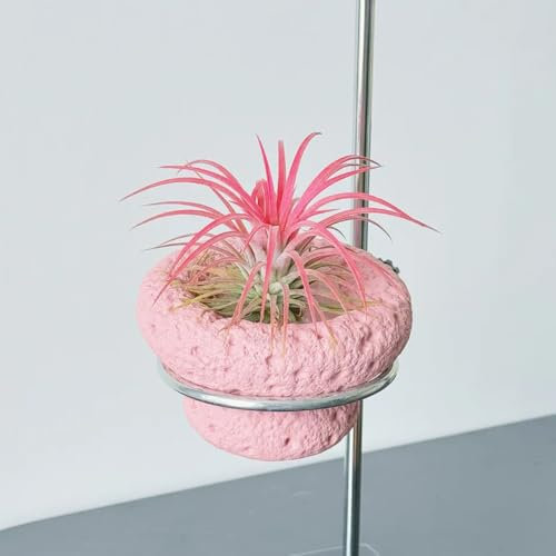 Luftpflanzen echt samen- tillandsien pflanzen- ausgefallene geschenke,einfach zu Pflanzen zimmerpflanzen balkonpflanzen,schattenpflanzen grünpflanzen,pflanztöpfe zimmerpflanzen 20pcs
