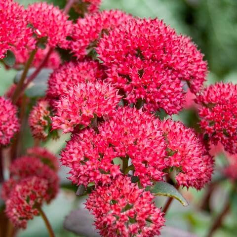 100 semillas de flores de sedum rojas