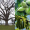 Butternut, (weiß Walnuss) Juglans cinerea, 3 Baumsamen (Edible, Fall-Farbe, Hardy
