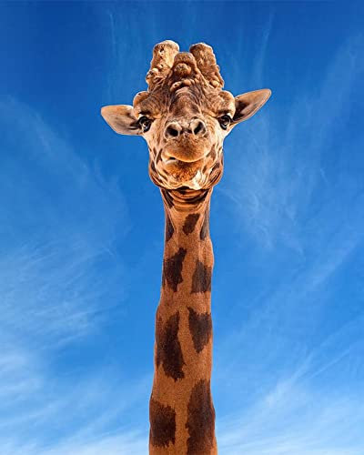 TOCAVE Peindre par Nombre Peinture par numéro Toile Girafe Animal Peint à la Main Peinture Art Mural coloriage Chiffres Ensemble décoration à la Maison Cadeaux 40x50cm