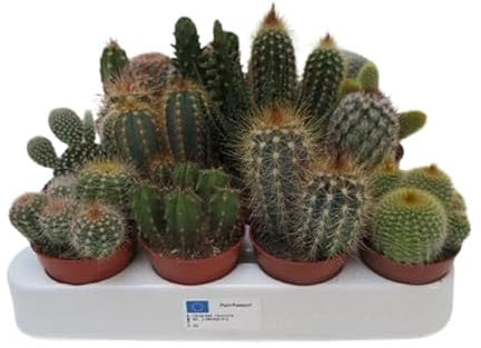 Kit de 20 Cactus Plantas Naturales Ideales para Principiantes
