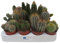 Kit de 20 Cactus Plantas Naturales Ideales para Principiantes