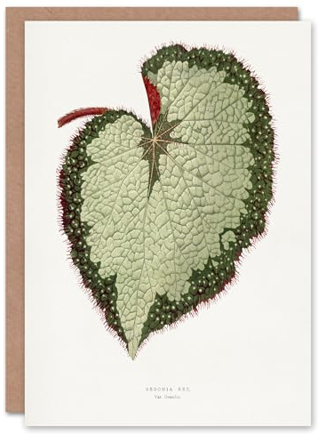 Artery8 AF Lydon B Fawcett Begonia Rex Grandis Variety Leaf Personalised Art Greeting Card