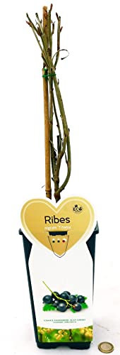 POWERS TO FLOWERS - RIBES NERO, NIGRUM TITAN, piante vere