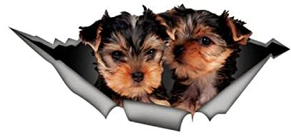 GAETOYEN Auto Sticker Autoaufkleber Lustig Dog Yorkshire-Terrier-Auto-Aufkleber, Yorkshire-Aufkleber, Haustier-Aufkleber, Hund-Aufkleber 18cm