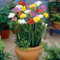 10 Pc Acquistare Bulbi Di Fresia, Fiori Bonsai, Piante In Vaso Resistenti All'Esterno Fresie In Vaso, Bulbi Di Fiori Primaverili, Bulbi Invernali Perenni Resistenti Fiori Da Balcone,