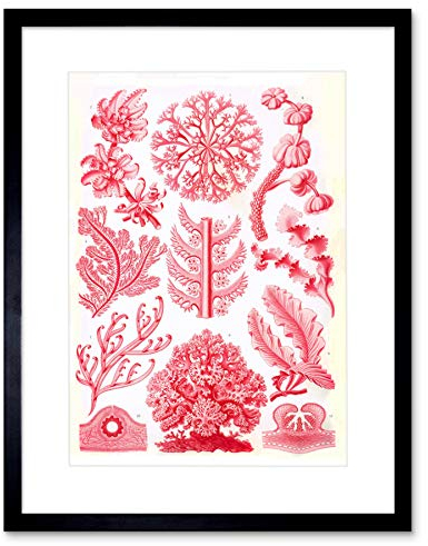 Wee Blue Coo Haeckel Plate 65 Red Algae Artwork Framed Wall Art Print 9X7 Inch Teller Wand