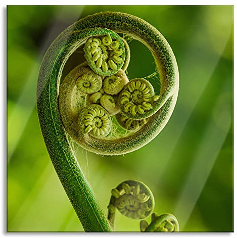 Pixxprint Glasbild, Wandbild auf Echtglas, Blatt von einer Farne im Wald, 60x60 cm, inkl. Aufhängung und Abstandshalter