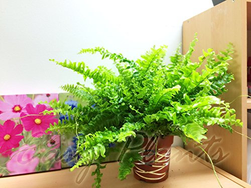 Helecho de Boston para interiores, de Easy Plants, en maceta con decoración de cenefa de alambre metálica, 12cm Pot with Metallic Interweave Line Decoration