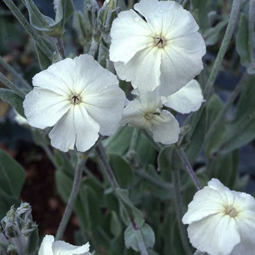 50 White Lychnis Coronaria Alba (White Rose Campion/Evening Lychnis/Silene/White Cockle) Flower Seeds
