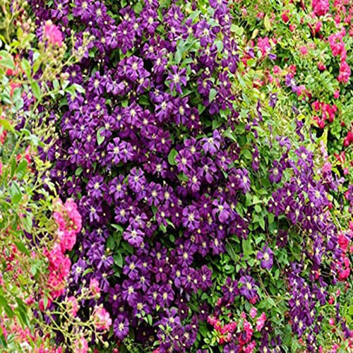 Haloppe 50 Stücke Clematis Blumen Pflanzen Samen für Hausgarten Pflanzen, Clematis Samen DIY Multicolor Blumenkönigin Samen für Balkon Dunkelviolett