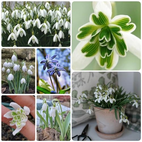 10 Pcs Schneeglöckchen Zwiebeln Kaufen - Galanthus Nivalis - Frühlingsblüher Zwiebeln, Kleine Geschenke Schneeglöckchen Zwiebel Knollen, Seltene Pflanzen, Blumenzwiebeln Frühblüher