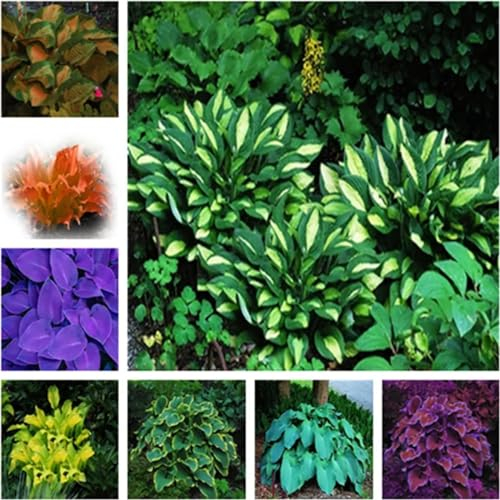 Funkien zwiebeln,winterharte,hosta pflanzen,hosta plantaginea,funkien pflanze winterhart,funkien kaufen,funkien knollen,funkien rhizome,funkien hosta,hosta pflanze winterhart.-10zwiebeln-greenA