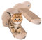 Gupcaqosjw Scale Per Gatti, Scala A Scomparsa Per Gatti Con Supporto Elegante, Mensole E Poggioli Per Cuccioli Di Gatto Da Soggiorno E Balcone