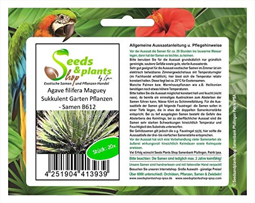 Stk - 20x Agave filifera Maguey Sukkulent Garten Pflanzen - Samen B612 - Seeds & Plants Shop by Ipsa