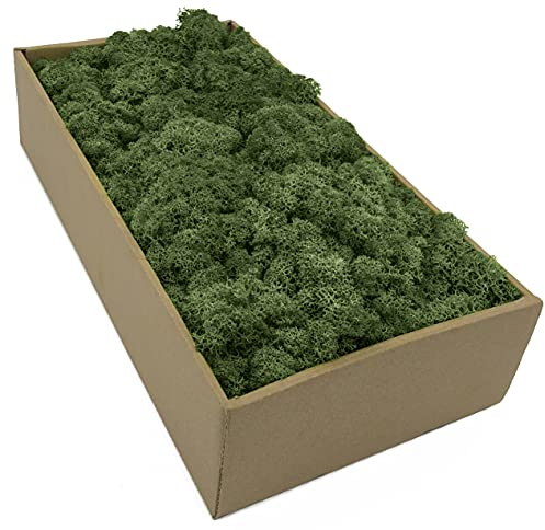 Islandmoos - Moos in 5 versch. Farben 250gr / 500 gr / 1Kg echtes konserviertes Natur Moos zum Moosbild basteln Deko und Modellbau (Moosgrün, 1 Kg)