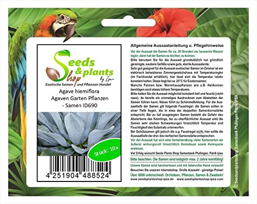 Stk - 10x Agave hiemiflora Agaven Garten Pflanzen - Samen ID690 - Seeds & Plants Shop by Ipsa