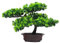 Verve Jelly Pin Bonsaï Artificiel, Fausses Plantes Fausses Fleurs Ornements Plantes Artificielles en Pot Plantes de Bonsaï de Pin Japonais pour Décoration de Maison Affichage de Bureau