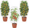 Rete Protezione Piante,3PCS Rete per Albero da Frutto,Rete Anti Insetti,Rete Anti Insetti per Alberi da Frutto con Cerniera e Cordoncino,Maglia Fine 100x 80cm