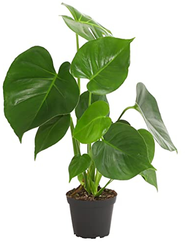 Dehner Fensterblatt, Monstera deliciosa, geschlitztes Blattwerk, 40-50 cm, Ø Topf 14 cm, Zimmerpflanze