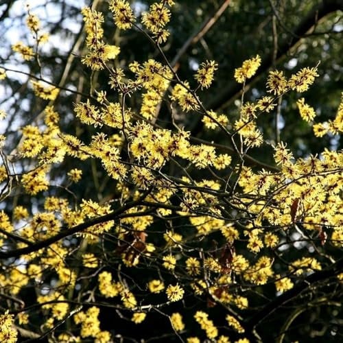 Plant Theory 30cm - 40cm Arnold Promise Witch Hazel Hamamelis x Intermedia Shrub Plant 3L Pot