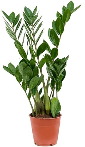 ZZ Plant - Zamioculcas Zamiifolia - Easy Care houseplant - air Purifying Indoor Plant fir Home and Office Decor Interior in 12cm Pot