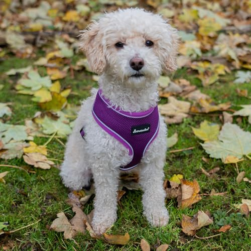 AllPetSolutions No-Pull Dog Harness – Soft Padded Purple Vest with Reflective Trim & Breathable Air-Mesh, Adjustable Fit (Medium)