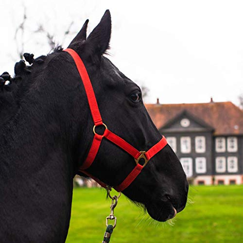 Pferdelinis Halfter für Pferd Warmblut, Vollblut, Kaltblut – Stallhalfter, Weidehalfter, 2 Fach verstellbar an Kinnriemen und Genickstück, sicher & reißfest (Rot, Shetland Pony (Shetty))