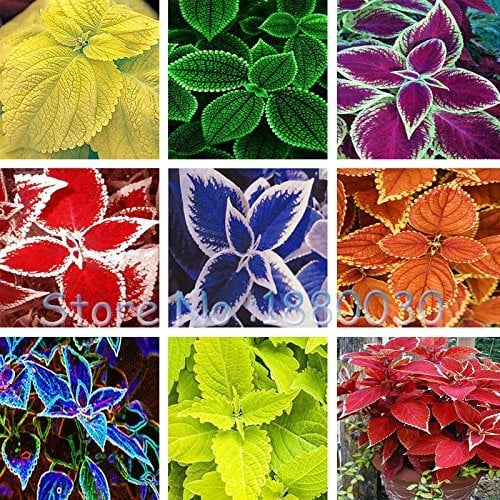 Seltene 24 verschiedene Farbstil der russischen Art von Bonsaischale Coleus Samen DIY Hausgarten 40PCS