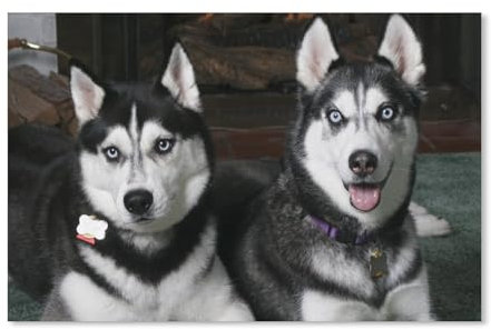 Diamant-Malset zum Selbermachen, Husky-Hunde, 5D-Diamantkunst, Vollbohrer, Kristall-Strasssteine zum Basteln, Stickset, Wanddekoration auf Leinwand, 30 x 40 cm