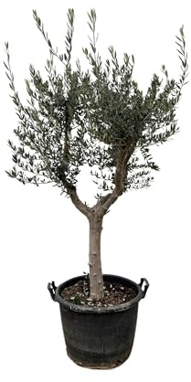 Olivenbaum – Olea europaea ‘Cultivo’ – ca. 220 cm hoch – Ø40 cm – mediterraner Großbaum – für Garten, Terrasse & Wintergarten