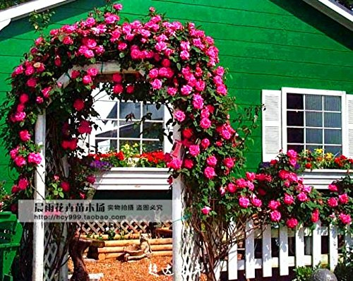 Pink Lady Rose Klettern Klettern Hof 100 Blumensamen