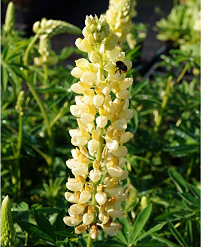 Blumixx Stauden Lupinus Polyphyllus-Hybr. 'Kronleuchter' - Gelbe Lupine hellgelb