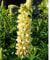 Blumixx Stauden Lupinus Polyphyllus-Hybr. 'Kronleuchter' - Gelbe Lupine hellgelb