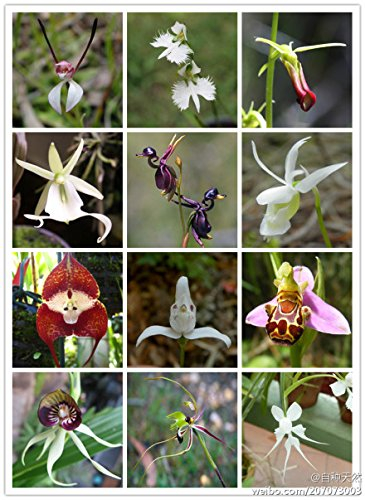 weltweit seltene Orchideen 20 Samen / pack Mischfarbe Orchideen, Topfpflanzen Orchideen