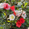 50 pcs rhododendron samen - sommerblumen samen,azalee bonsai,Rhododendron simsii, mittagsblume winterhart flower seeds zimmerbonsai bonsai zimmerpflanze balkon deko blumenwiese frühlingsblumen