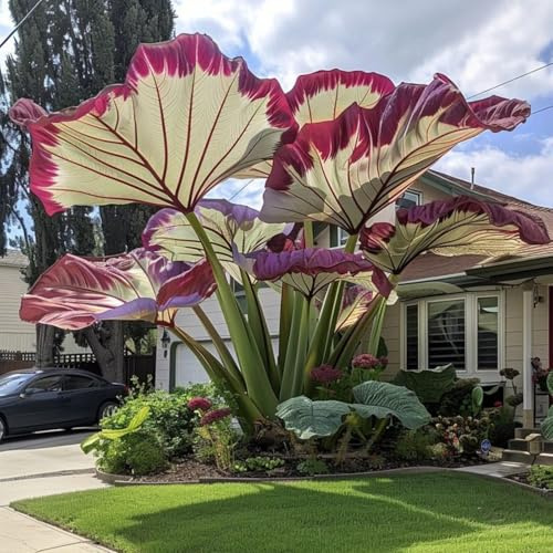 Oreja de elefante biológicamente plurianual, en paquetes grandes, plantada por expertos, decoración de jardín, cuidado fácil, 10 rizoma-G
