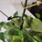 SUSUB 200 Stück Kiwi-Weinreben-Klammern mit Stiel für Weinreben, Garten, Pflanzen, Stützklammern, Halterung für Obst, Schnallen, Haken, feste Gabel, Ranken, Ranken, Ranken, Ranken, Bindfäden