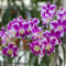 550 pcs dendrobium nobile orchideen samen - alte sorten saatgut pflanzen winterhart blüten kräuterbeet pflanzen garten winterhart mehrjährig pflanzensamen exotisch schattenpflanzen