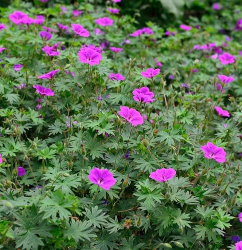 Storchenschnabel Laurence Flatman - Geranium cinereum - lebende Gartenpflanze aus den Baumschulen