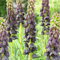 Emperor crowns Fritillaria Persica Bulbi viola (5 pezzi), bulbi perenni resistenti all'inverno, piante dall'Olanda per giardino e vaso (grandi, senza semi e non artificiali)