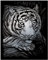 Royal & Langnickel - Kratzbild Weißer Tiger, Silber, Kratzbilder für Kinder und Erwachsene, mit Kratzstift und Vorlage