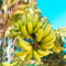 100 pcs bananenpflanze winterhart samen, winterharte stauden, gartenpflanzen bananenbaum winterhart, Musa nana, winterharte pflanzen, samen balkon bio samen, gartensamen seed, geschenk
