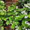 50 pcs kaukasus vergissmeinnicht samen, bodendecker, garten-geschenke (Brunnera macrophylla) stauden, steingarten pflanzen blumen pflanzen, ostergeschenke wildblumen, winterharte stauden
