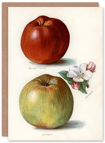 Artery8 John Wright Art Card Gascoignes Seedling Sandringham Apples